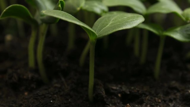 Germinating Cucumber Seeds Agriculture Spring Timelapse