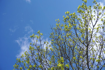 Fototapeta premium tree branch sprout in spring