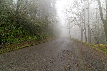 Remote Road Through Foggy Oregon Forest