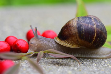 snail4