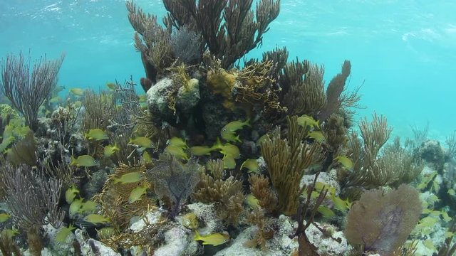Grunts and Coral Reef in Belize