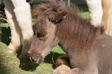 Obraz premium Close up Shetland pony horse sit on artificial grass