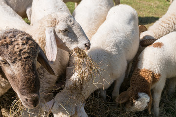 Fototapeta premium Sheep eating grass in the farm,Thailand