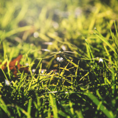 Flower Green Grass Nature Freshness Concept