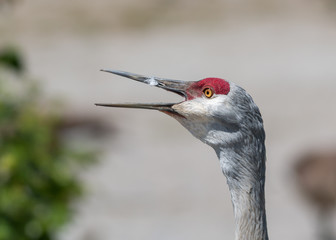 Sand Hill Crane Yells