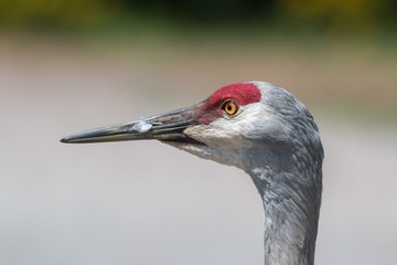Sand Hill Crane Not Yelling