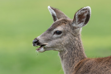 Deer