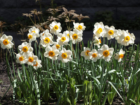 Bunch of white and yellow nurcissus flowers 