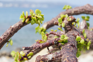 Portulacaria crassulae green plant in sunlight