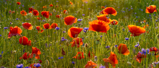 Obraz premium Wild poppies field in the evening light, panorama
