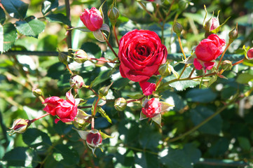 Bush of pink roses in garden 