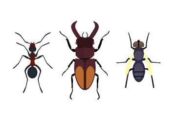 Insect icon flat isolated nature flying bugs beetle ant and wildlife spider grasshopper or mosquito cockroach animal biology graphic vector illustration.