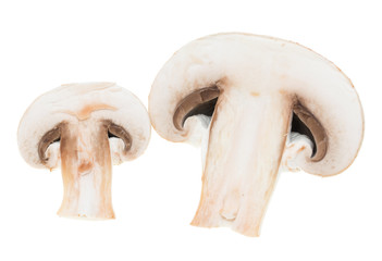 champignons on a white background