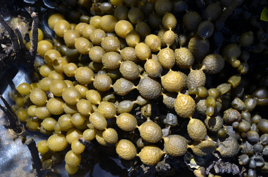 Close up of Neptunes necklace, Hormosira banksia, on an Australian beach. A brown seaweed also known as bubbleweed, Neptunes pearls and seas grapes.