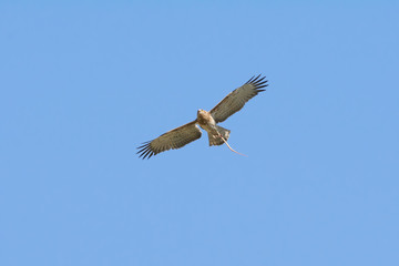 Fototapeta premium Bird of prey in flight on blue sky clouds background.Low angle view of Short-toed snake eagle (Circaetus gallicus) holding snake and flying in blue sky .