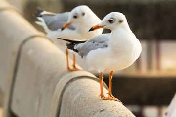 Obraz premium Beautiful white seagull standing on a rail bridge.Close up of Brown-headed Gull ( Chroicocephalus brunnicephalus ) sunbathing in winter time .