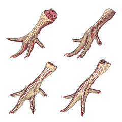 Set of chicken, rooster, turkey feet. Hand drawing engraving style. Domestic farm bird or hen legs for cooking. Vector.