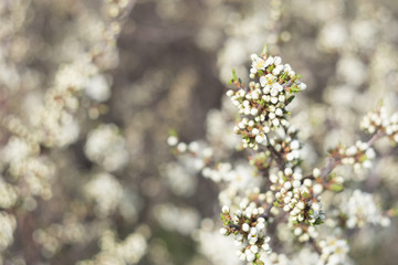Blackthorn in bloom