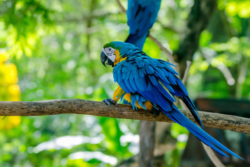 Blue and yellow macaw
