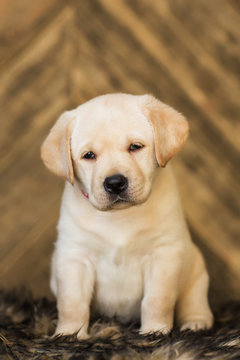 Labrador puppy 
