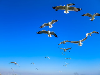 seagulls flying on blue sky