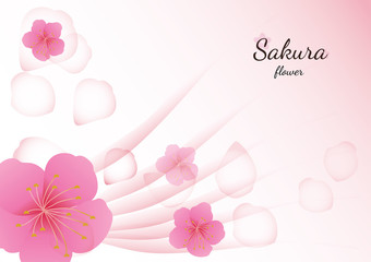 Cherry blossom flowers background. Sakura  pink flowers  background.