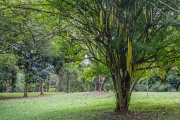 Obraz premium Royal Gardens of Peradenia