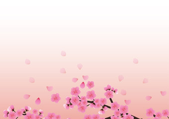 Cherry blossom flowers background. Sakura  pink flowers  background.