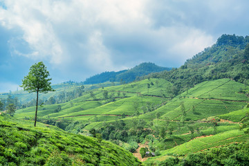 Tea plantation landscape in Sri Lanka