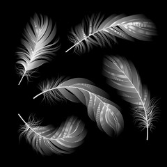 Vector Feathers Set