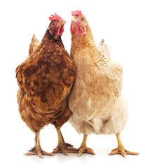Abwaschbare Fototapete Hähnchen Zwei braune Hühner.