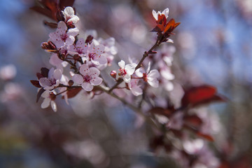 Pink Blossoms
