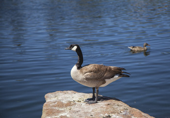 Water Fowl