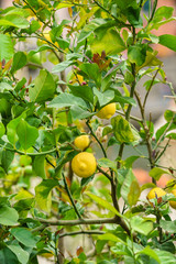 lemon tree