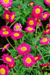 Fototapeta premium nice flowers