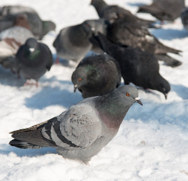 gray pigeons on snow