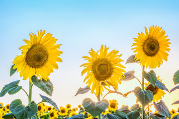 Three blossoming sunflower in the light of low sun and a cloudless bright blue sky.