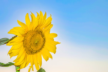 Beautiful flower of a sunflower closeup on a background of clear blue sky. Natural background with copy space.