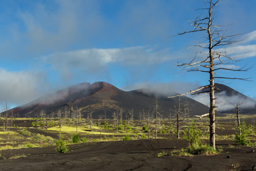 Fototapeta premium Dead wood - a consequence of a catastrophic release of ash during the eruption of the volcano in 1975 Tolbachik north breakthrough