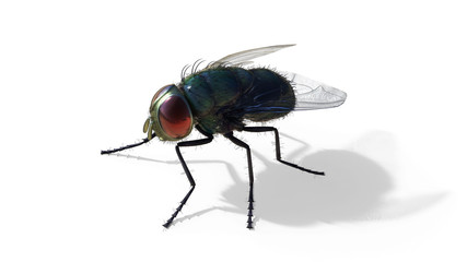 Common green bottle fly sitting isolate on white background, 3d Illustrations , 3d Render, green fly