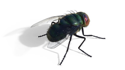 Common green bottle fly sitting isolate on white background, 3d Illustrations , 3d Render, green fly