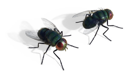 Common green bottle fly sitting isolate on white background, 3d Illustrations , 3d Render, green fly