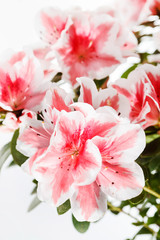 Azalea