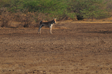 Indien: Wild Ass, endemische Wildpferderasse in Gujarat