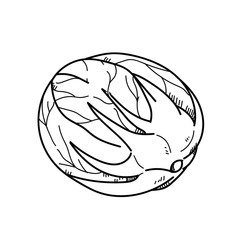 Freehand drawing illustration Cabbage.