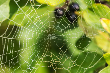 spider web with morning dew