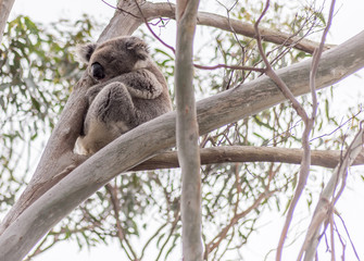 Koala bear resting in tree