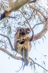 Koala bear resting in tree