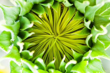 Obraz premium closeup giant sunflower (Helianthus) beginning to open