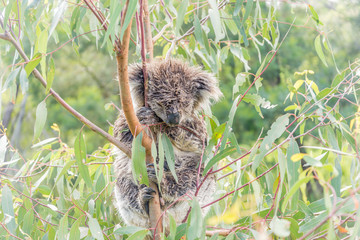 Wet Koala bear sleeping in a tree